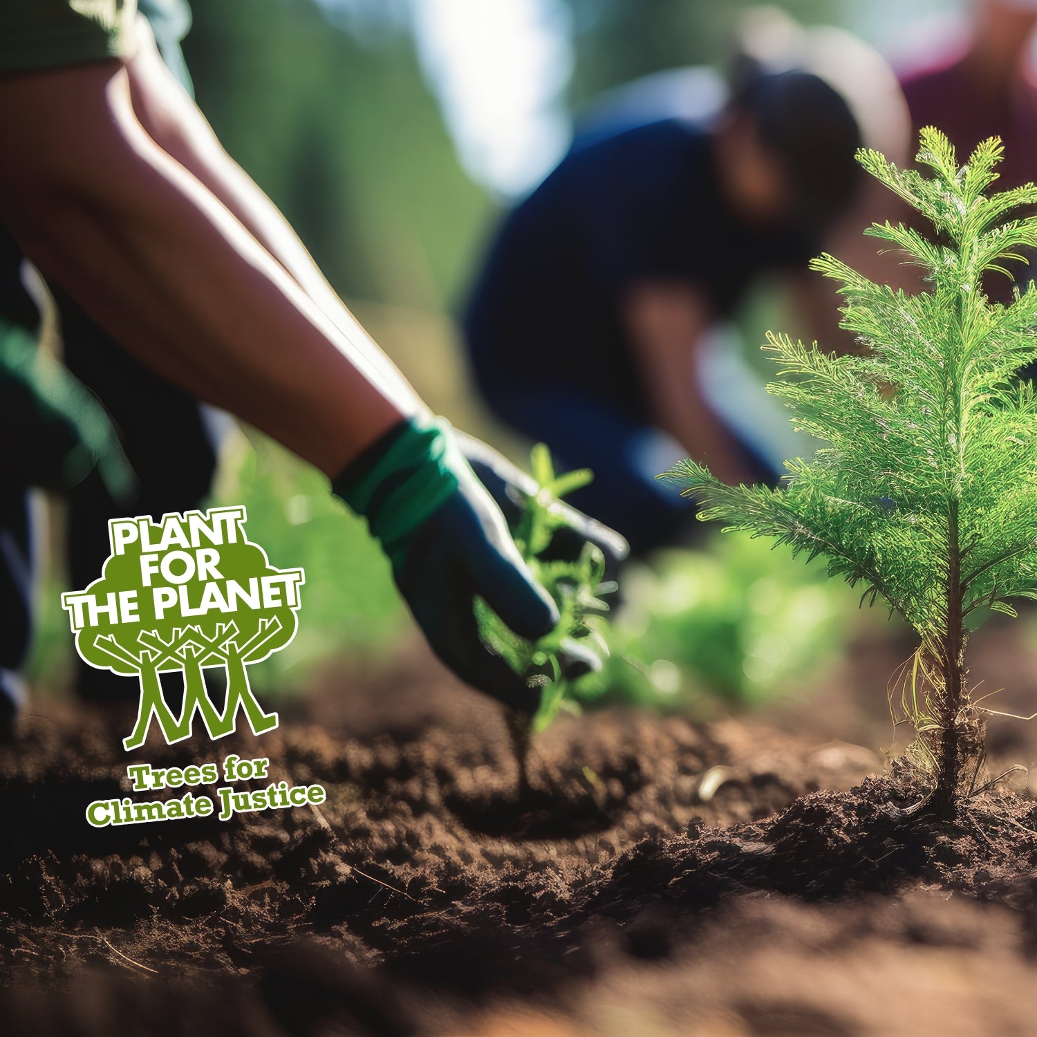 Gärtner pflanzt kleine Setzlinge