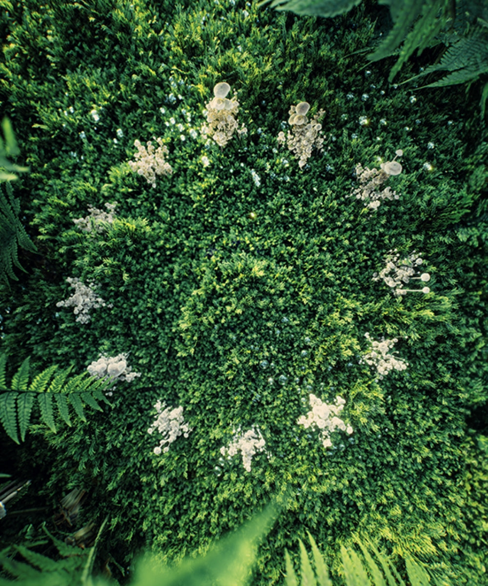 grüne Pflanzen mit weißen Blüten