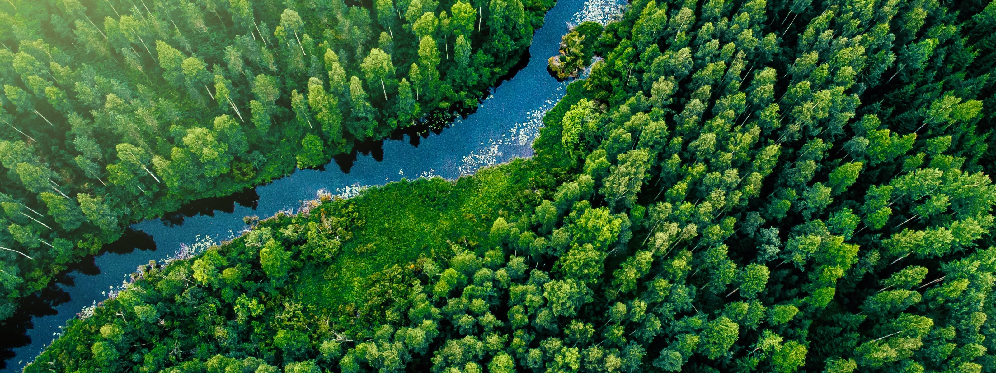 Wald und Fluss von oben