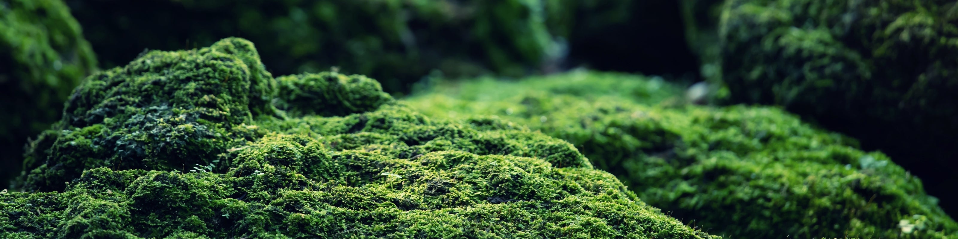 Waldboden mit grünem Moos bewachsen